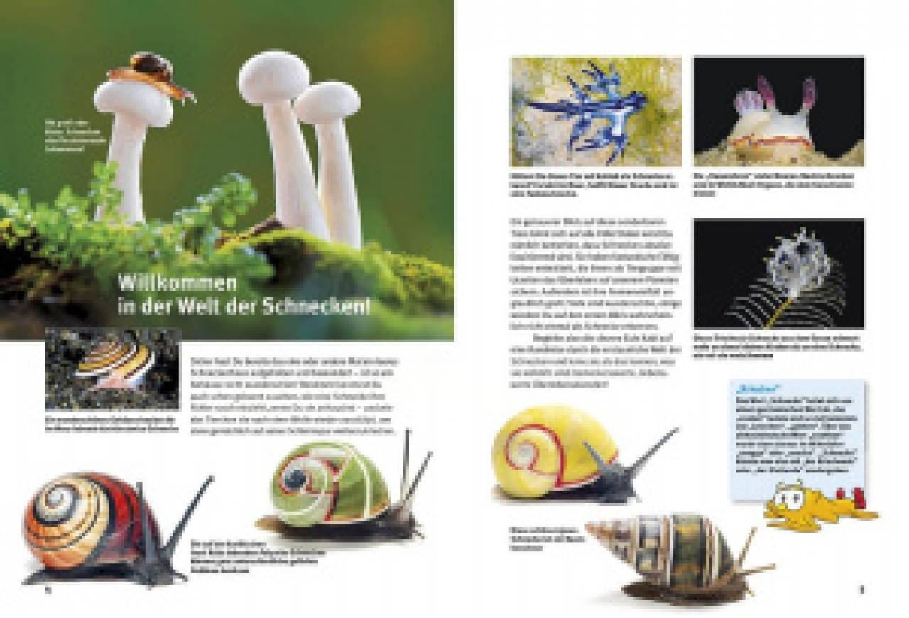 Entdecke die Schnecken